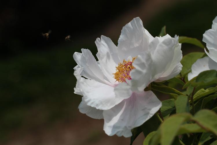 【洛阳牡丹花期预测】今年花期会提早还是延后？