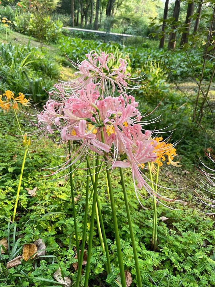 不同颜色的石蒜花，你有见过吗？