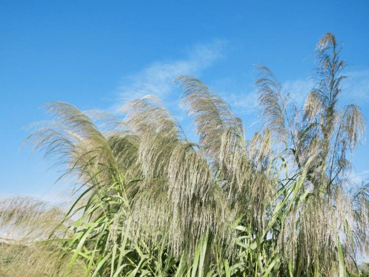 祖先智慧传承：箬叶与芦苇叶的粽子包裹技巧