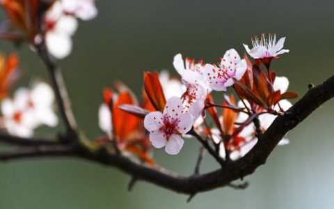 探究紫叶李花：色彩丰富的叶子和花朵