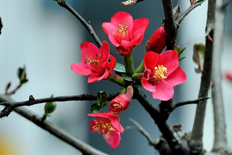 鲜花市场上常见的海棠花品种和价格参考如何？