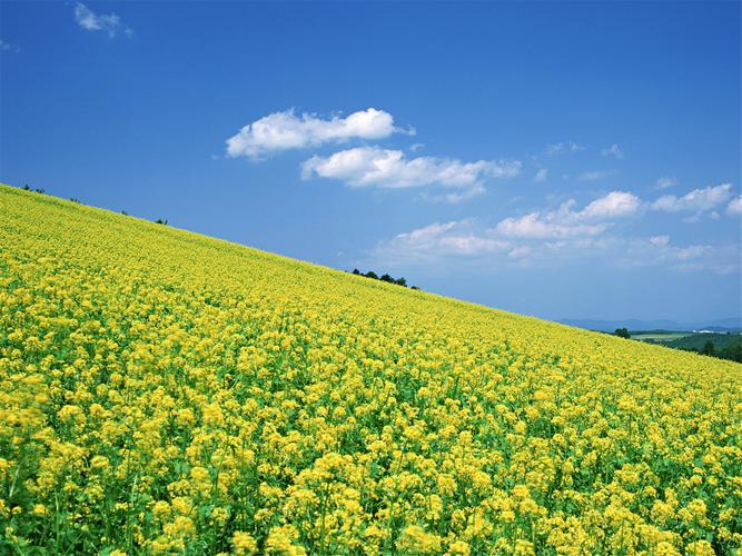 温暖春天的象征：油菜花的毕业季涅槃之路