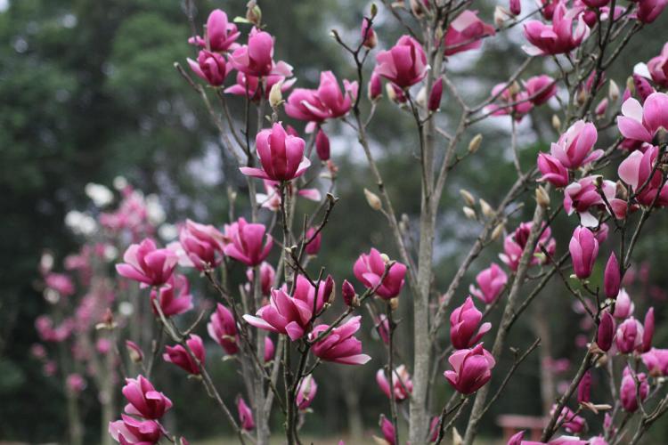 黄玉兰开花时期有什么特点？了解花期多长时间等知识