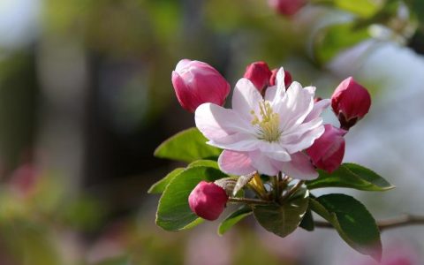 【海棠花繁殖常见问题】海棠花繁殖中可能会遇到的问题有哪些？