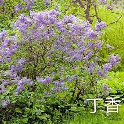 神秘的丁香结故事：花语背后的传说