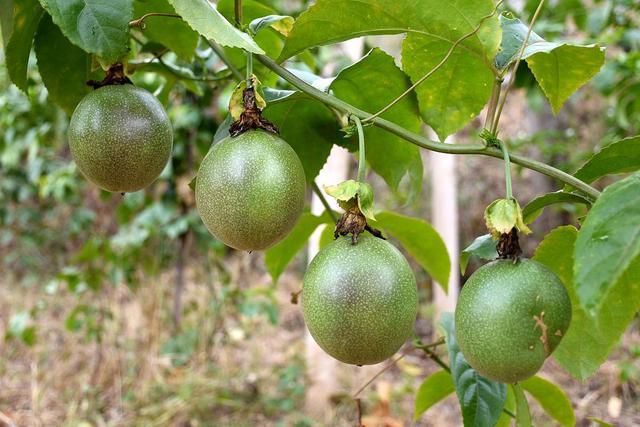 百香果种植初学者必备，教你如何操作