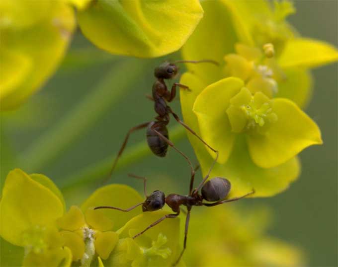 花卉遭蚂蚁侵袭怎么办？这些解决方案值得尝试