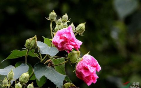 芙蓉花种植方法，从此告别花坏的尴尬