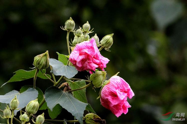 芙蓉花种植方法，从此告别花坏的尴尬