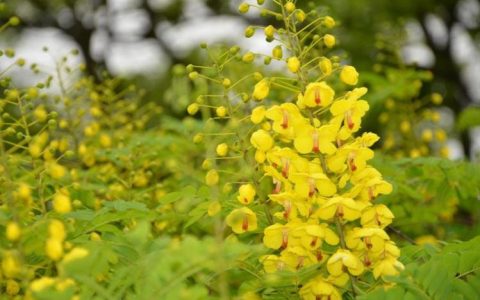 探寻槐花的神秘文化与花语