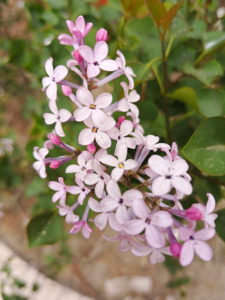 丁香花的多彩生命：这是有多少种颜色