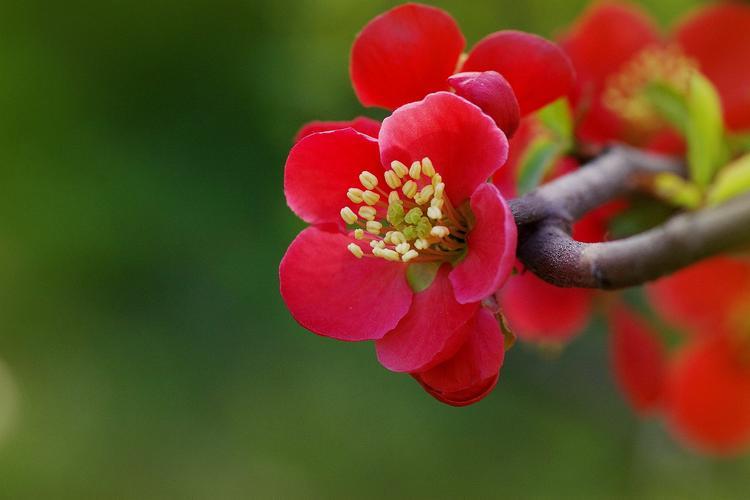 海棠花品种与花色的变化，从翠红到粉色