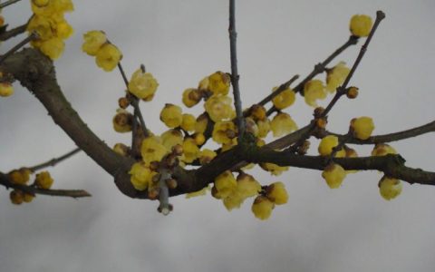 腊梅花的传统魔力：家居布置的花卉宠儿