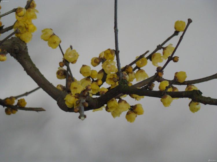 腊梅花的传统魔力：家居布置的花卉宠儿