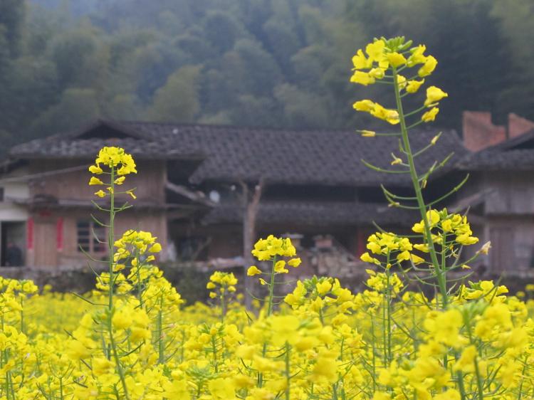 【婺源油菜花盛开时节】让你感受到大自然的美丽与魅力！