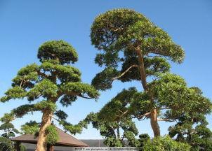 南方松树种植技巧，为冬季保暖增添绿色家园