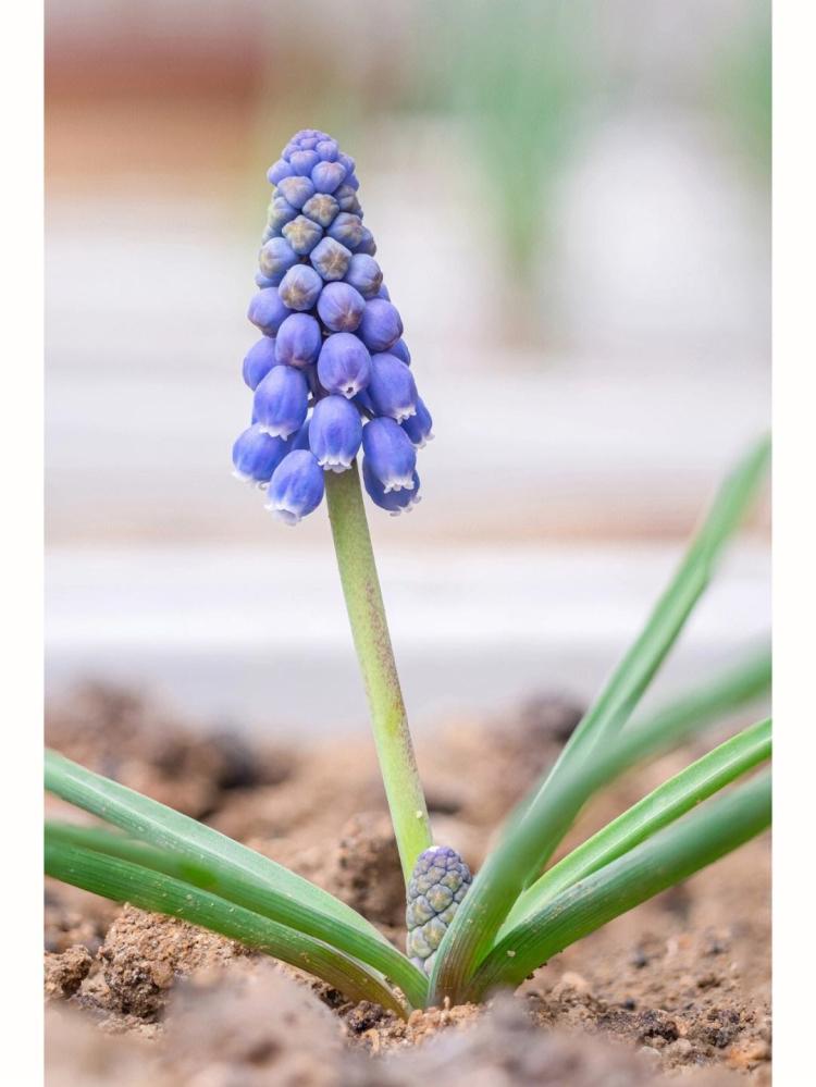 风信子的种类与花语：挑选适合你的花语之花