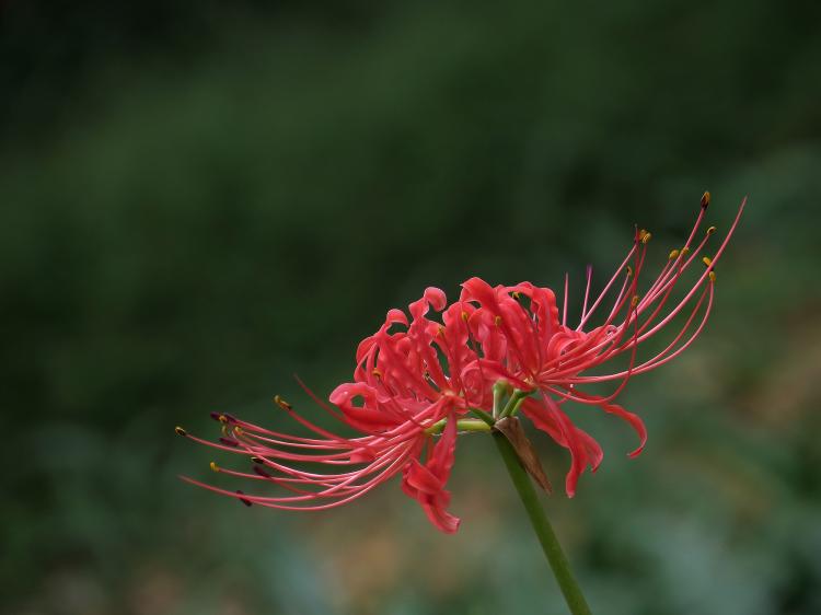 从彼岸花到蓝色彼岸花，解开其背后的故事