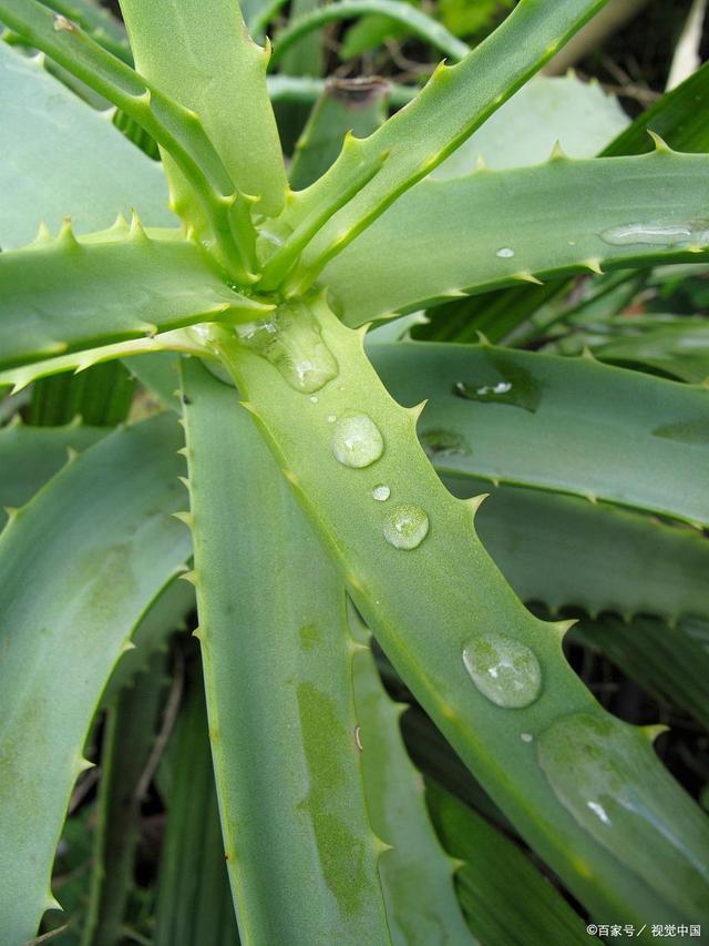 芦荟高产的绝技：科学浇水+认真养护