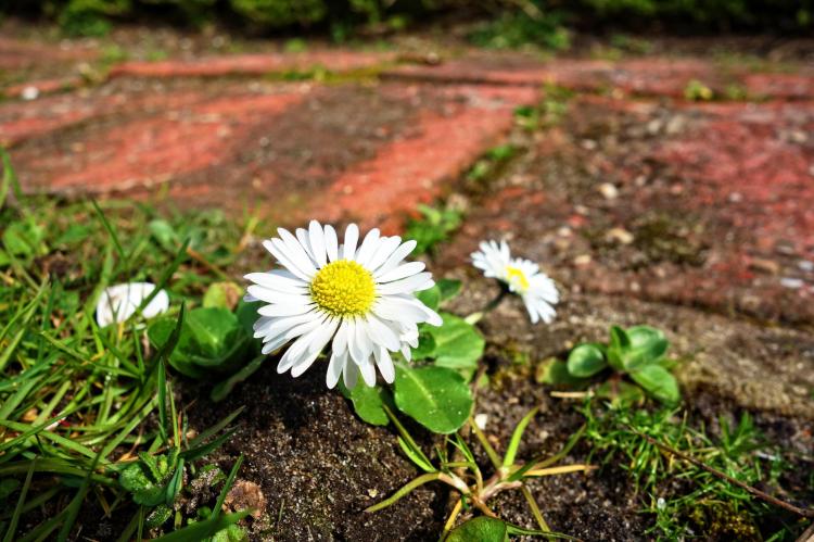 认识女生的小雏菊：花朵颜色、形状和生长方式