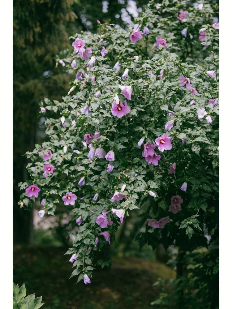 木槿花开花季，教你如何自制木槿花酱