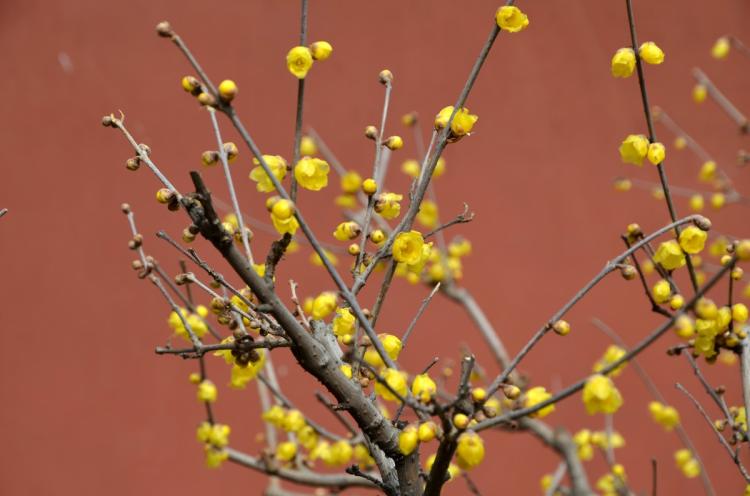 欣赏腊梅花的同时，学习种植腊梅花种子！