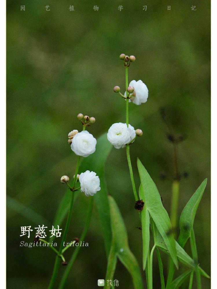 难以捉摸的野慈姑：揭露你不知道的花卉世界