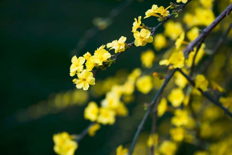 迎春花开花时间：春季的最爱