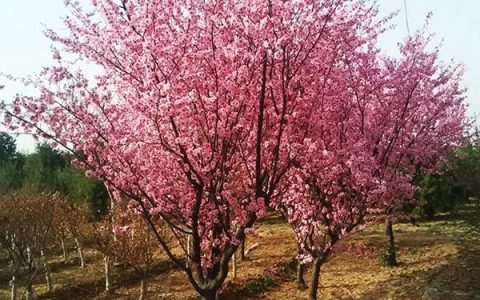 【榆叶梅果核做枕头】— 自然材料的使用，有助于提高你的睡眠质量