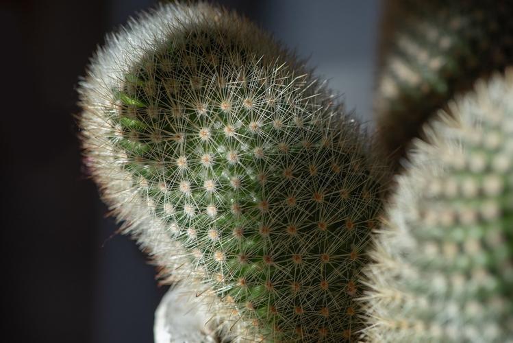 【装饰植物】处女仙人掌是非常美丽的装饰植物，有哪些好处呢？