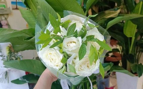 母亲节可以送白玫瑰吗？