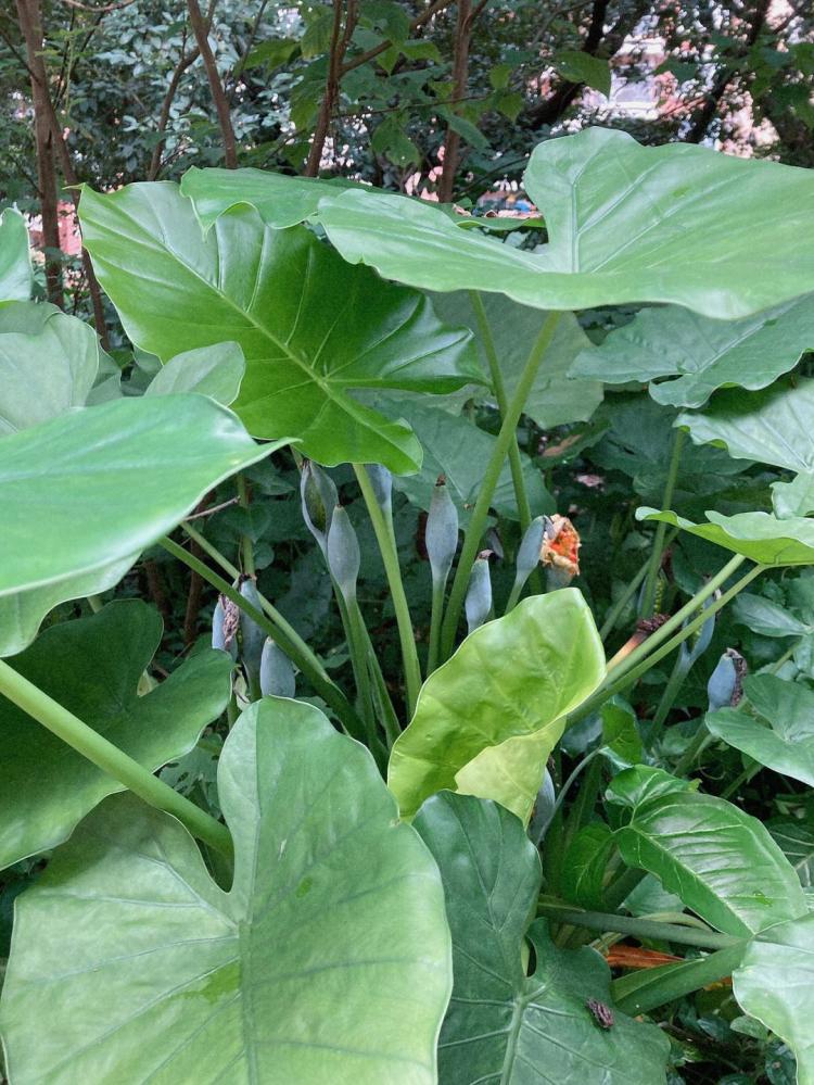 滴水观音植物的常见问题解答