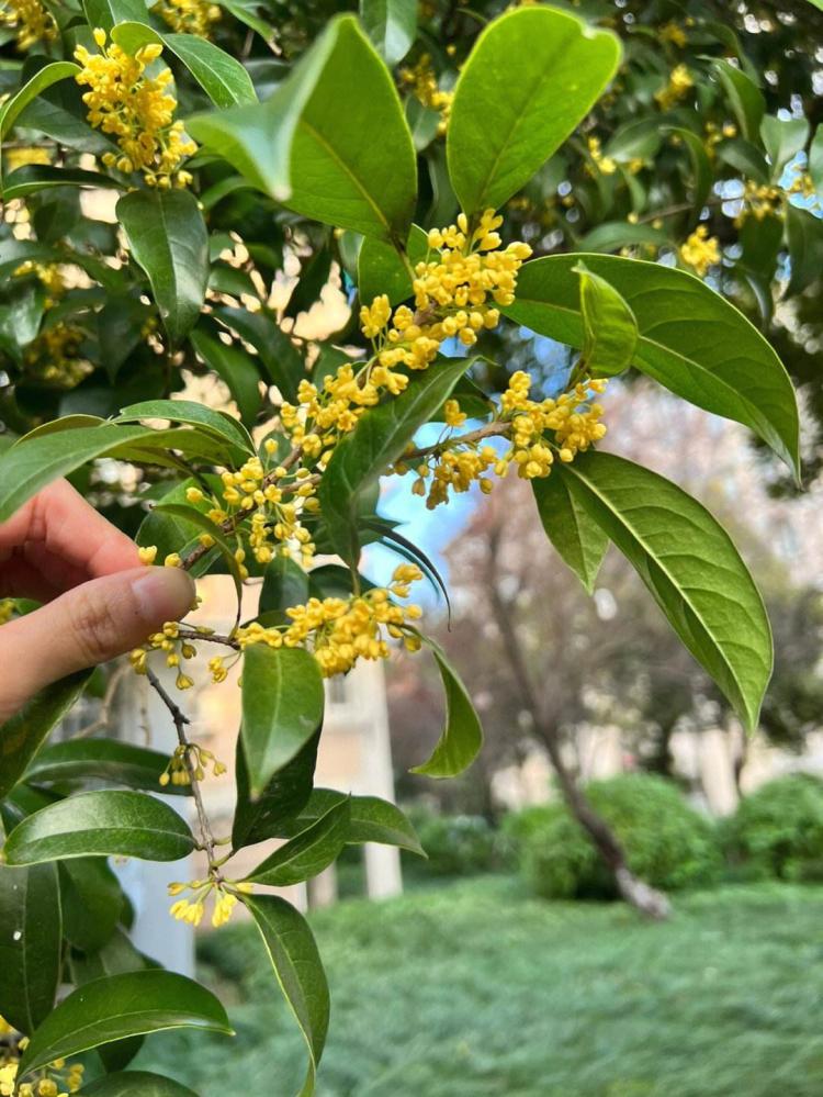 家庭养桂花经验分享，让你轻松驾驭花海