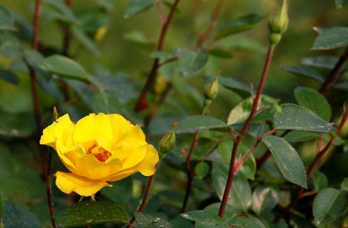 首都北京市花——月季花，它的种植、养护方法你掌握了吗？