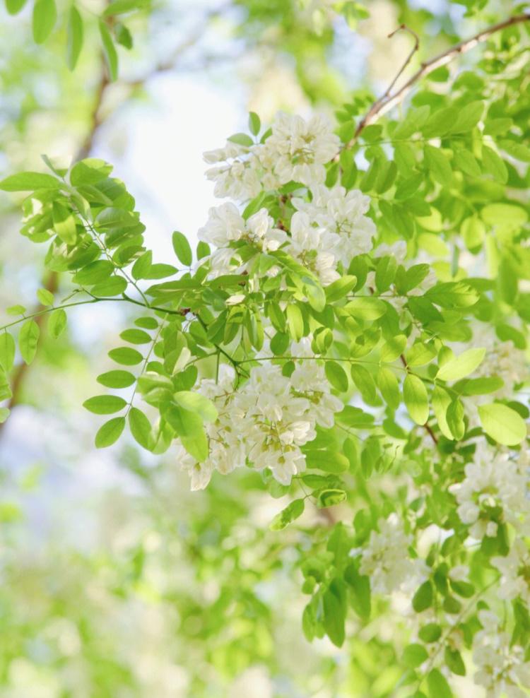 槐花开花期间怎么欣赏？