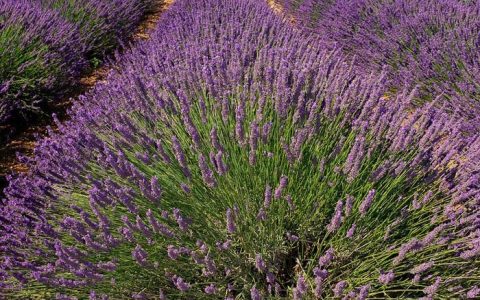 中国五大薰衣草花海推荐