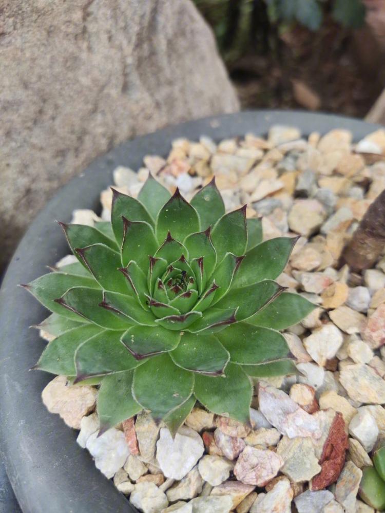 观音莲多肉植物的养护方法，让你的小家伙更有生命力！