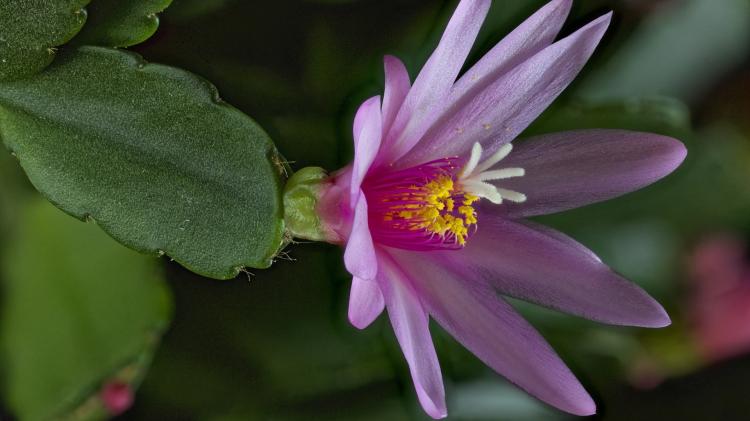 这就是爱！仙人掌花语传递爱无限的情感