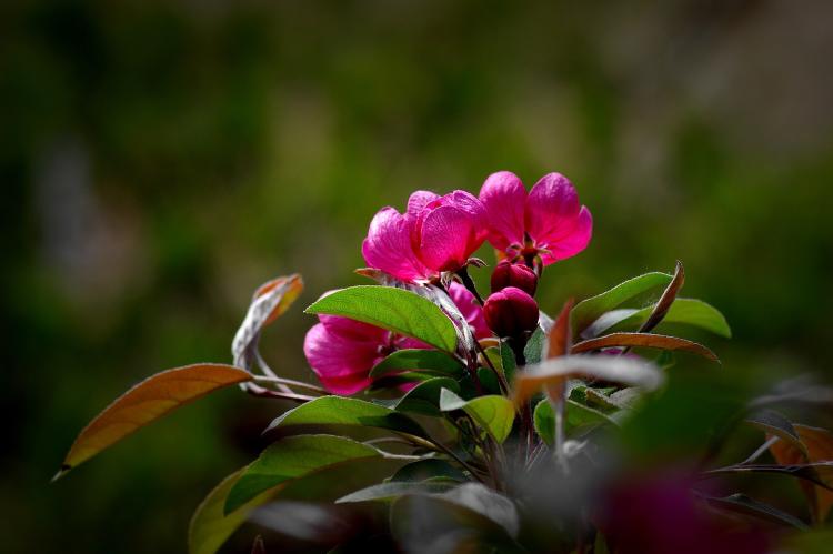 【不同品种海棠花的色彩与特点】——了解海棠花的神秘之处