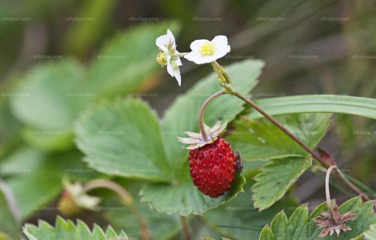 如何避免野草莓食用中毒风险？