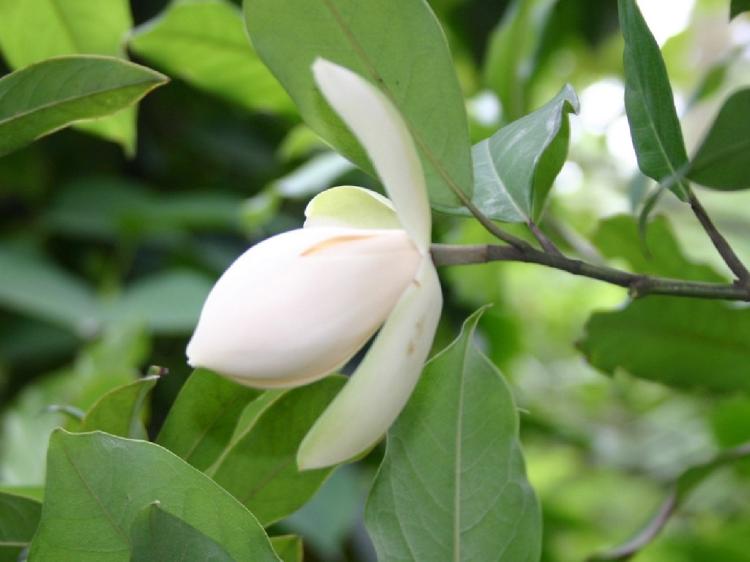 黄玉兰一年开几次花？看花期多长时间就知道