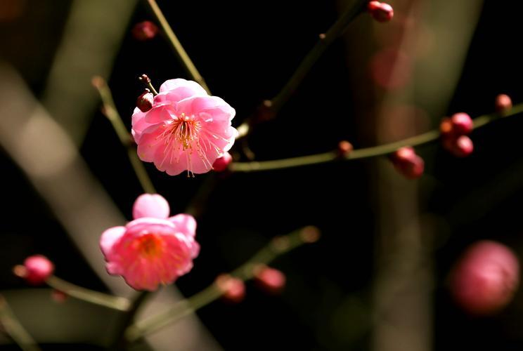 清明上河图中的梅花意蕴