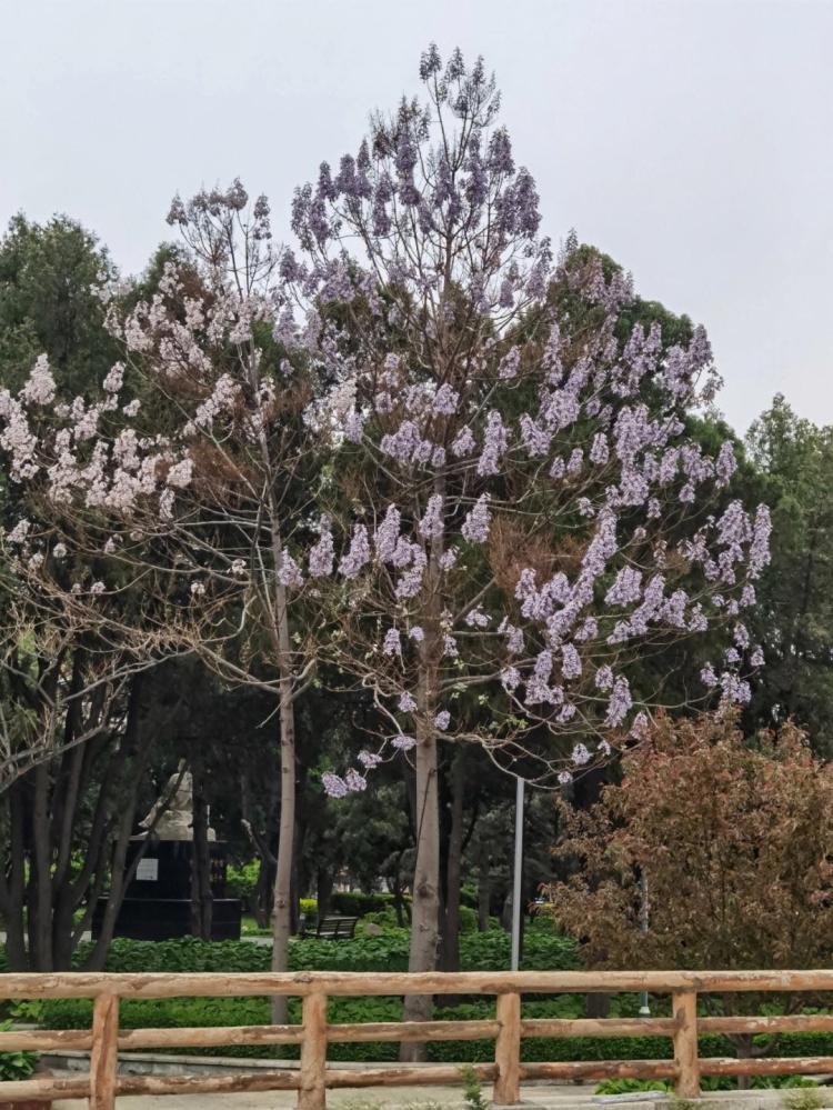 【梧桐是什么梗】——解读梧桐花卉的奥秘