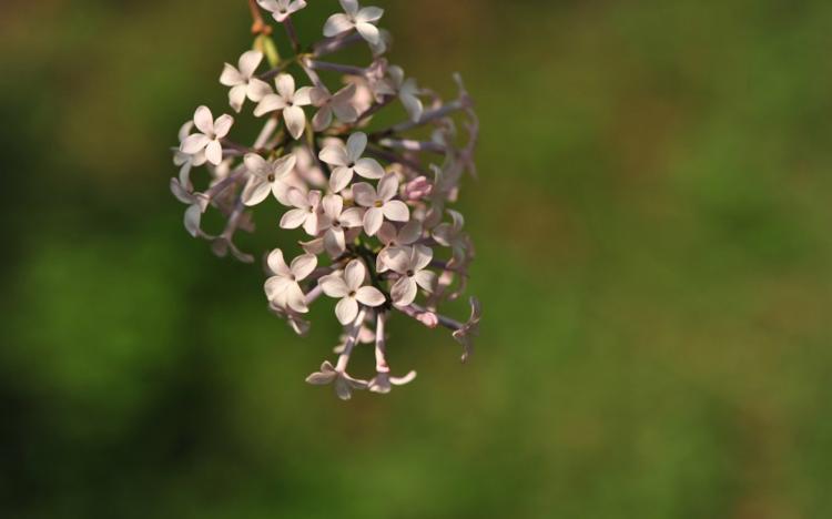 丁香花的颜色之谜：你知道几种颜色？