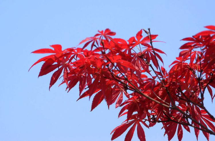 探寻红枫树的文化内涵：揭秘这一美丽植物的象征意义