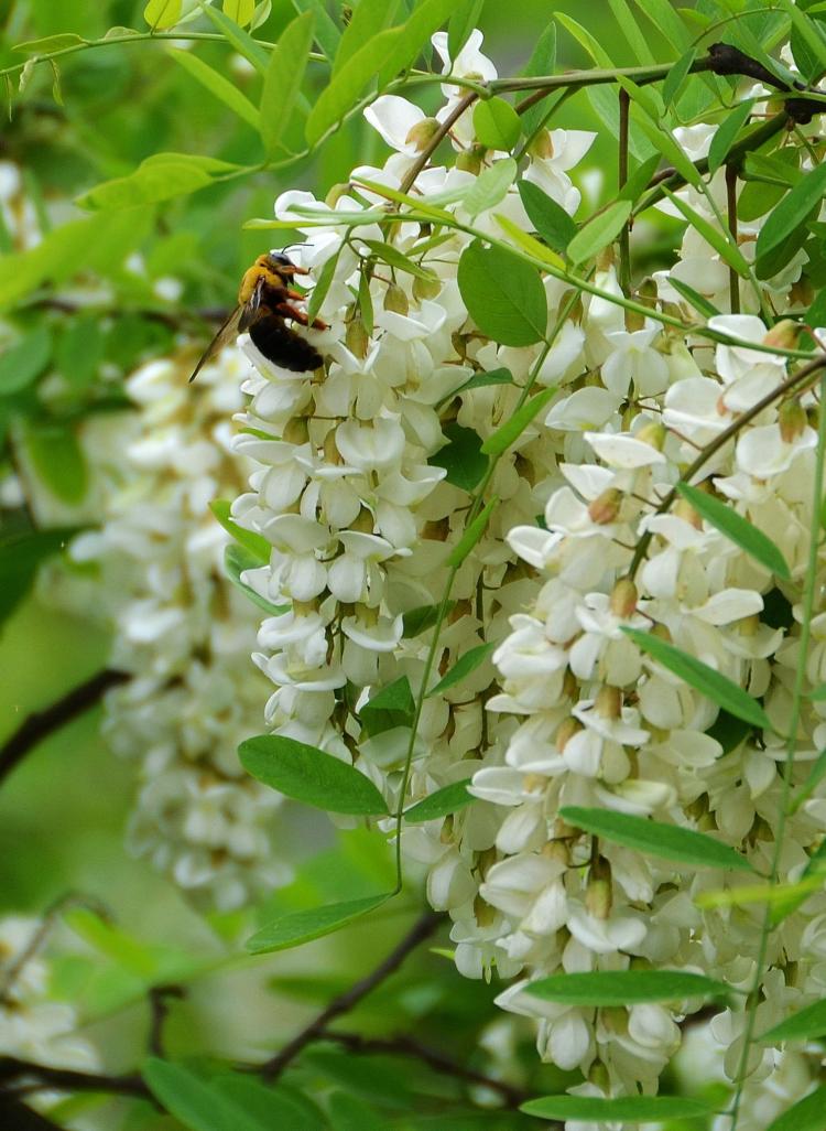 如何保存洋槐花？这里有你需要的答案