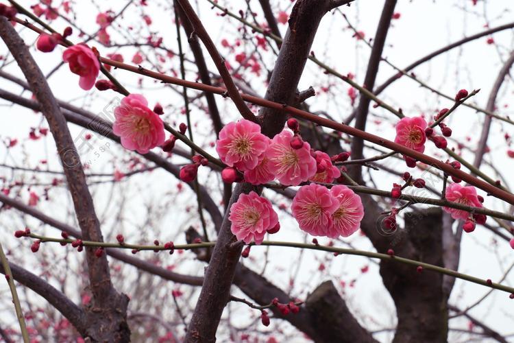 梅花扇，扇不凊风雪——明代梅花艺术鉴赏