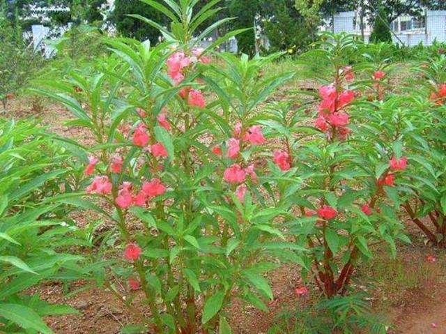 凤仙花染指甲全攻略：让你轻松拥有美美的指甲