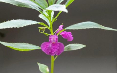 用凤仙花来染指甲，避免伤害指甲本色