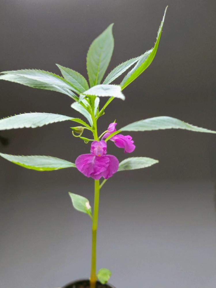 用凤仙花来染指甲，避免伤害指甲本色